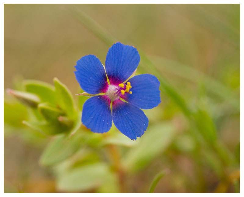 Anagallis foemina 