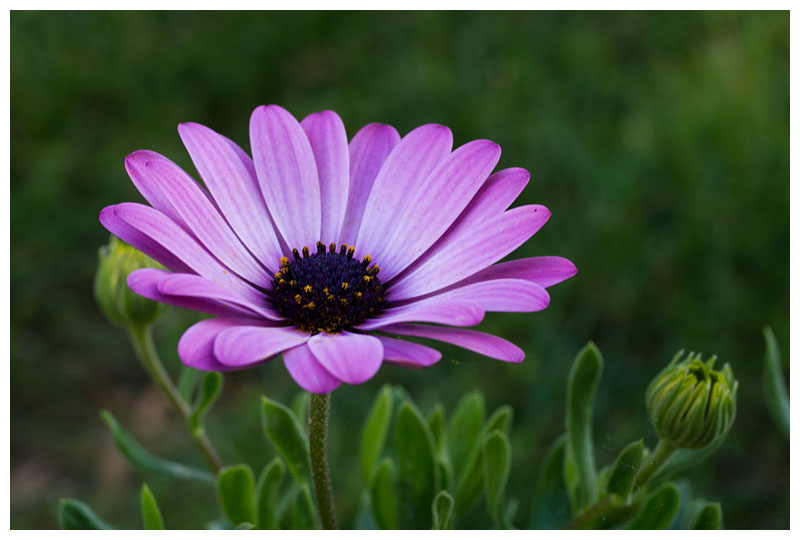 Osteospermum 