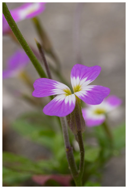 Arabis verna   