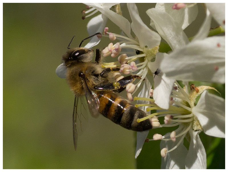 Apis mellifera  