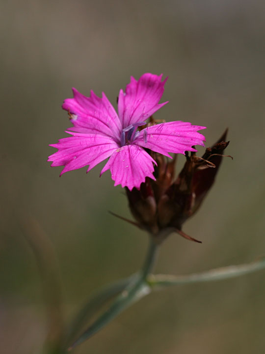 Dianthus carthusianorum