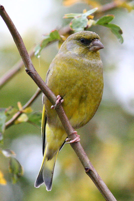 Greenfinch