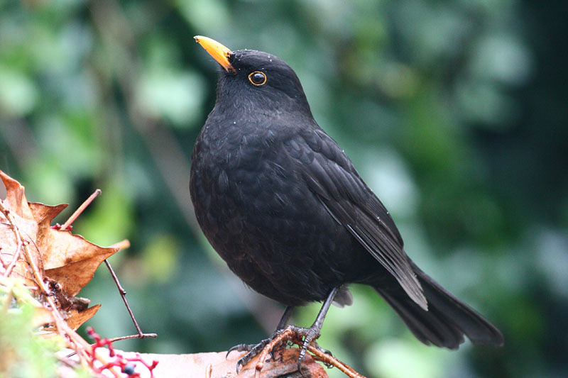 Blackbird