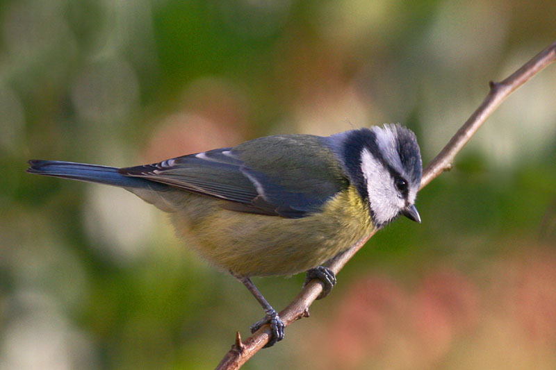 Blue Tit