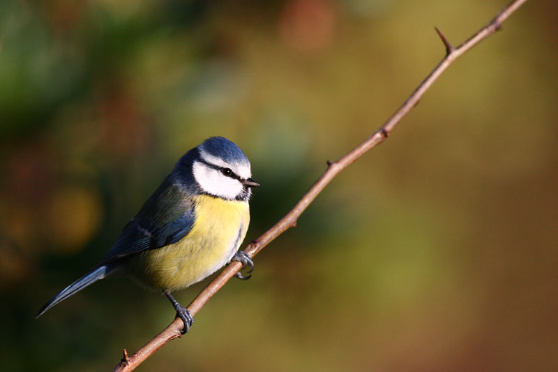 Blue Tit