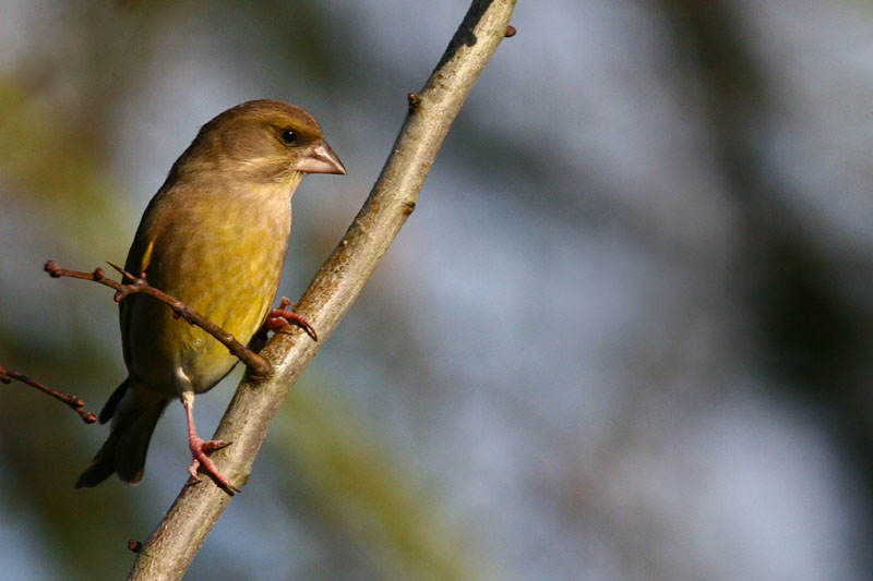 Greenfinch