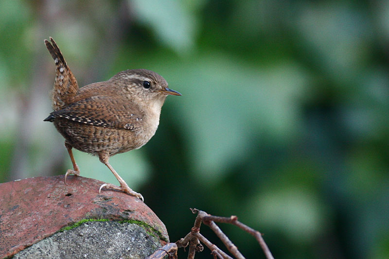 Wren