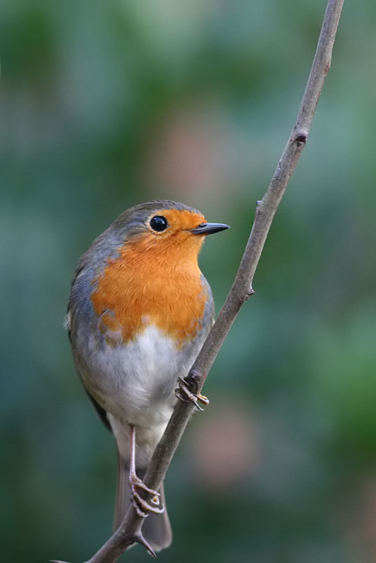 Robin