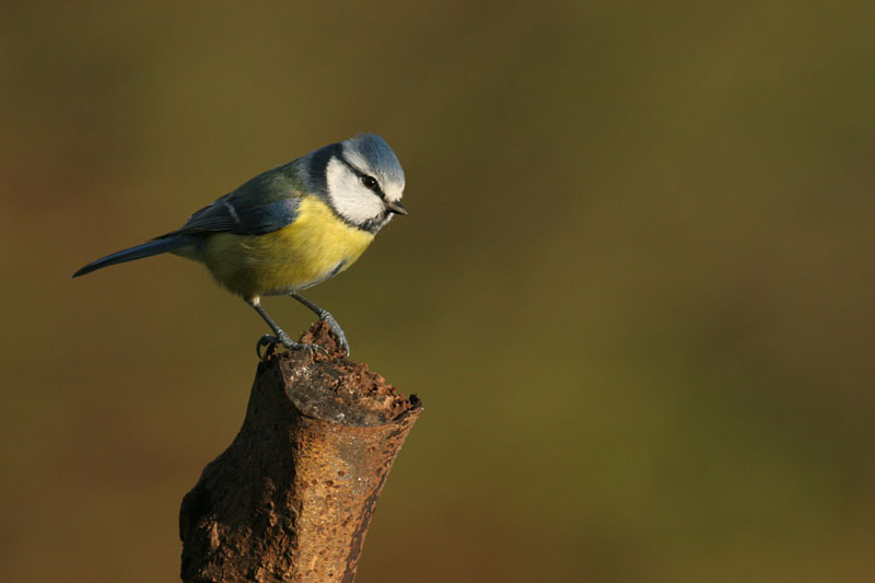 Blue Tit