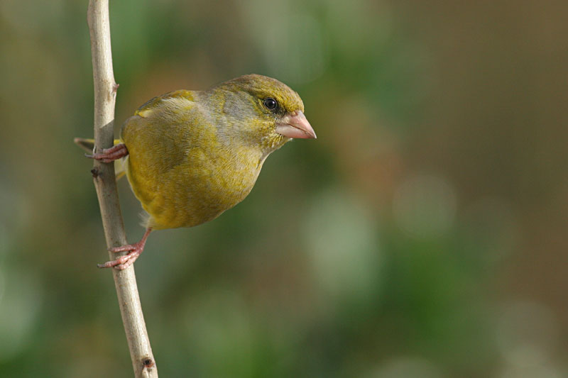 Greenfinch