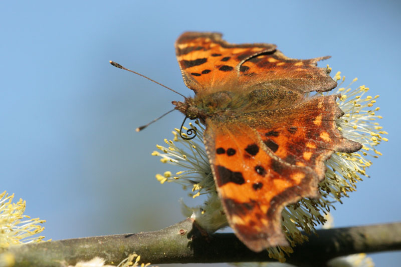 Polygonia c-album