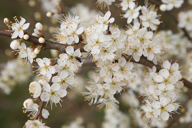 Prunus spinosa