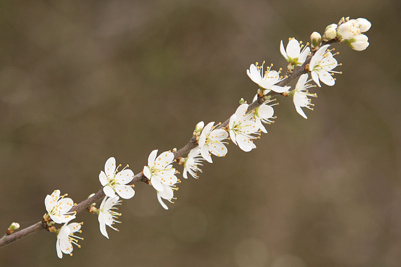 Prunus spinosa