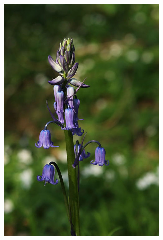 Scilla non-scripta
