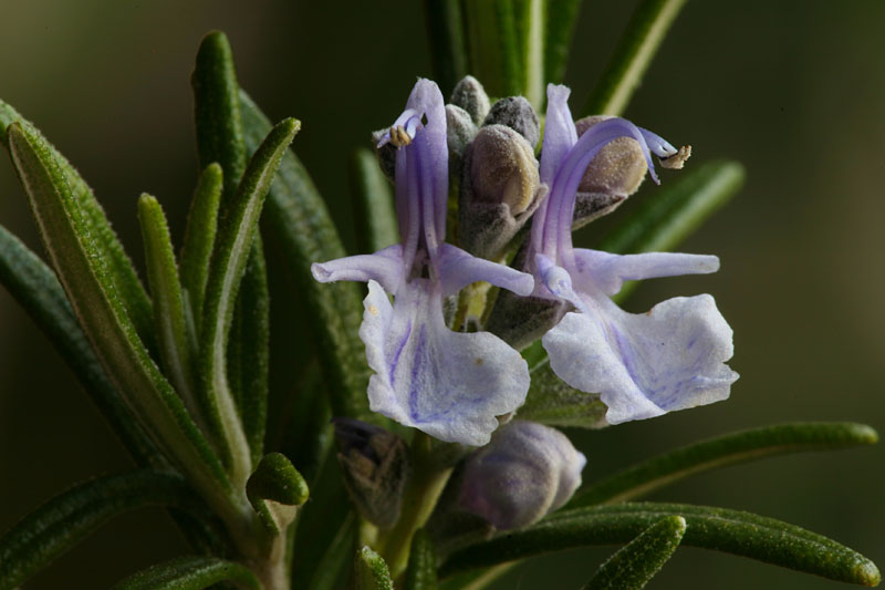 Rosmarinus officinalis