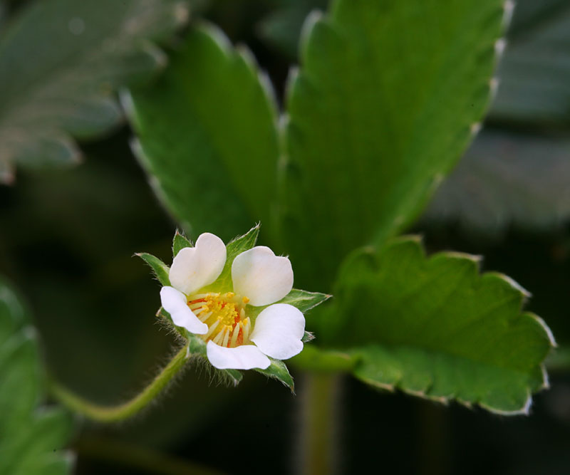 Potentilla sterilis