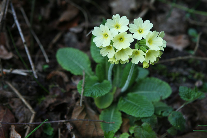 Primula elatior