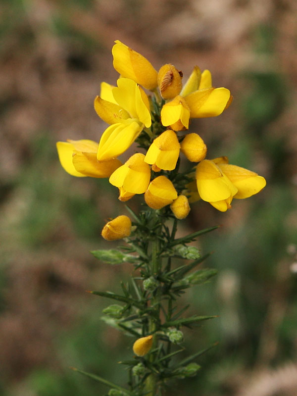 Ulex europaeus