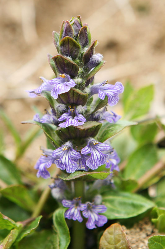Ajuga genevensis