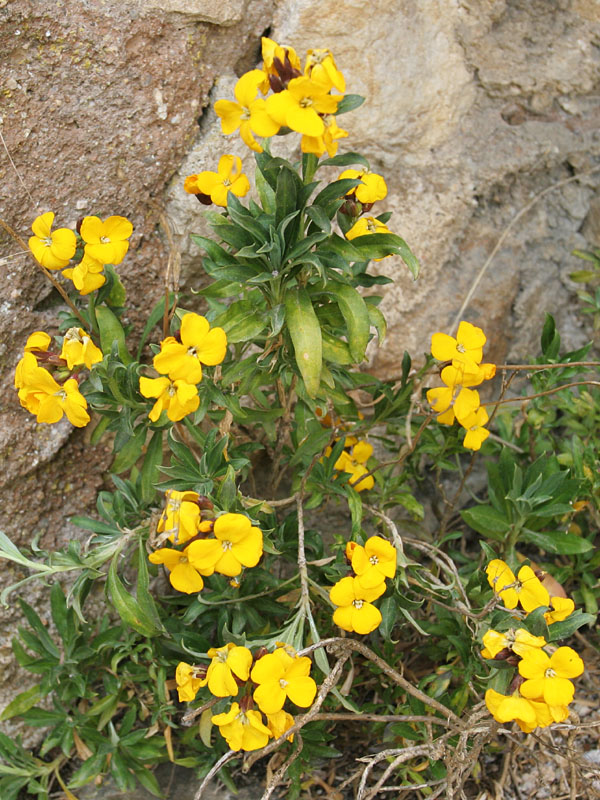 Cheiranthus cheiri