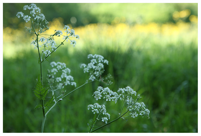 Anthriscus sylvestris