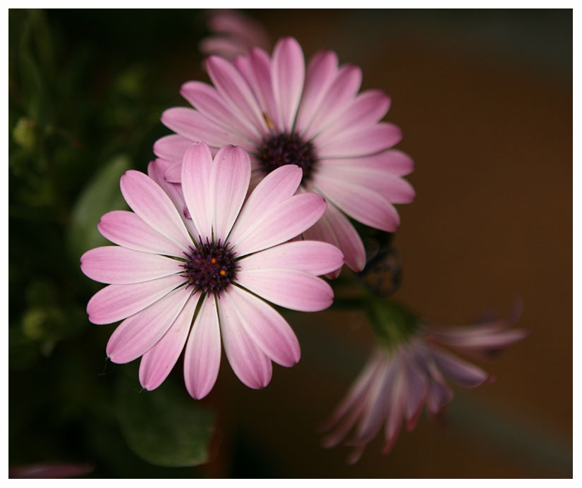 Osteospermum 
