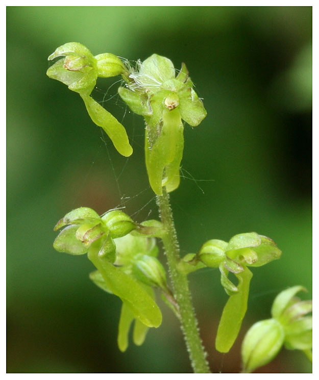 Listera ovata