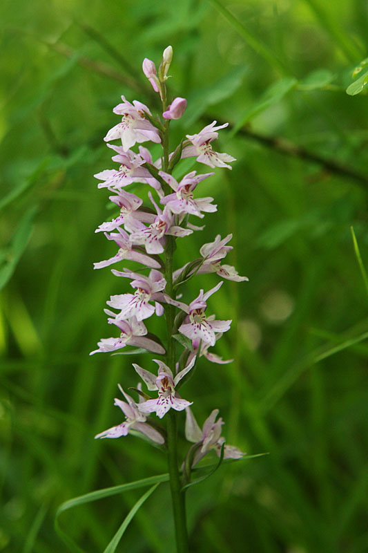 Dactylorhiza fuchsii