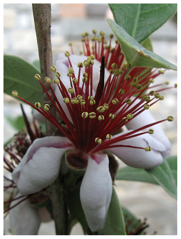 Capparis spinosa