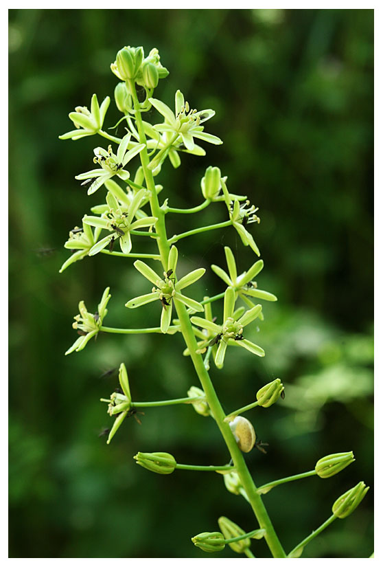 Ornithogalum pyrenaicum