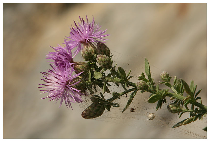 Centaurea sp.