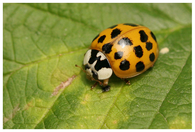 Harmonia axyridis