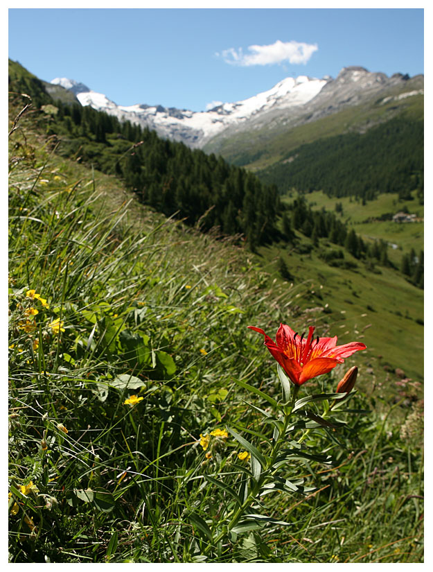 Lilium bulbiferum subsp. croceum