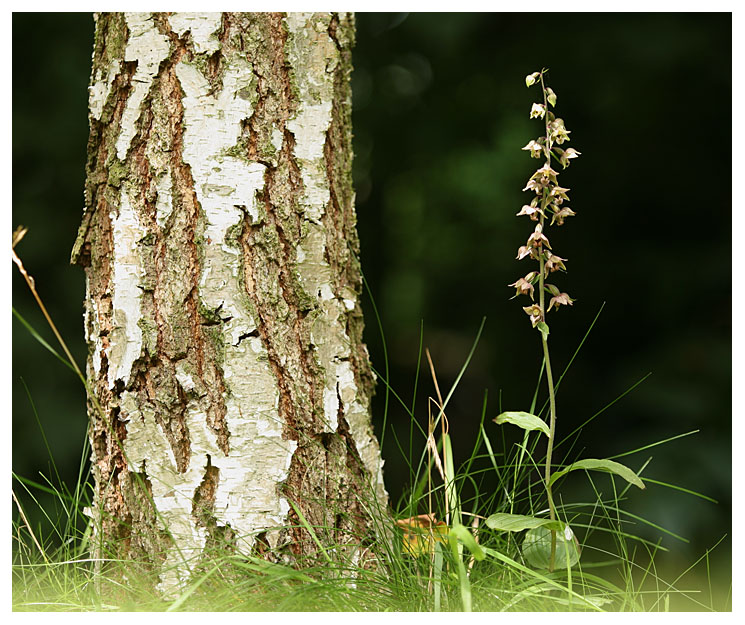 Epipactis helleborine