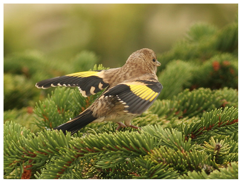 Goldfinch (juv.)