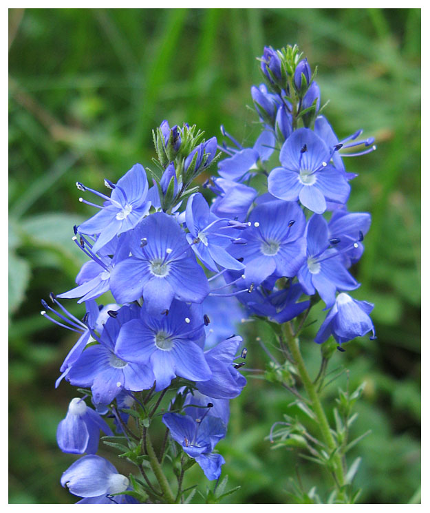 Veronica austriaca subsp. teucrium