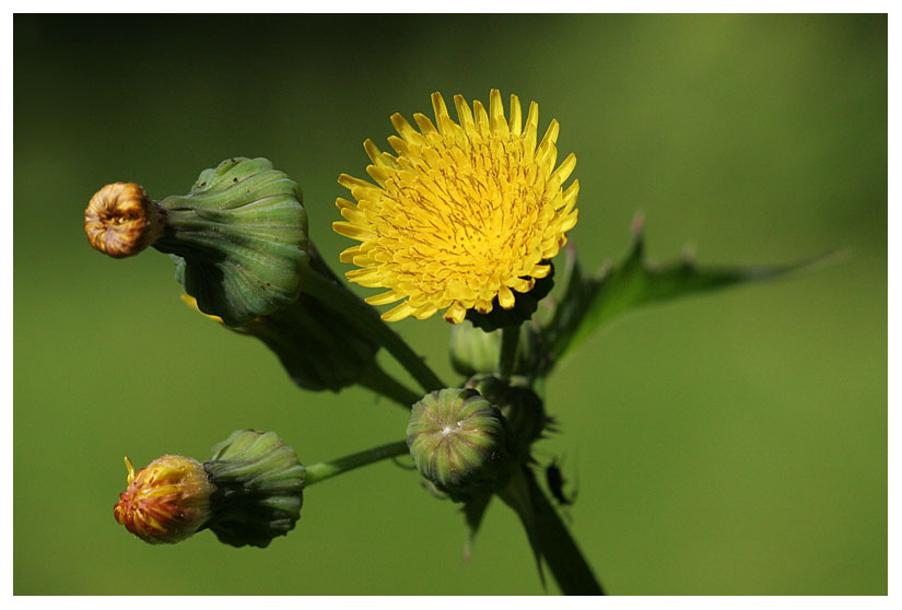 Sonchus oleraceus