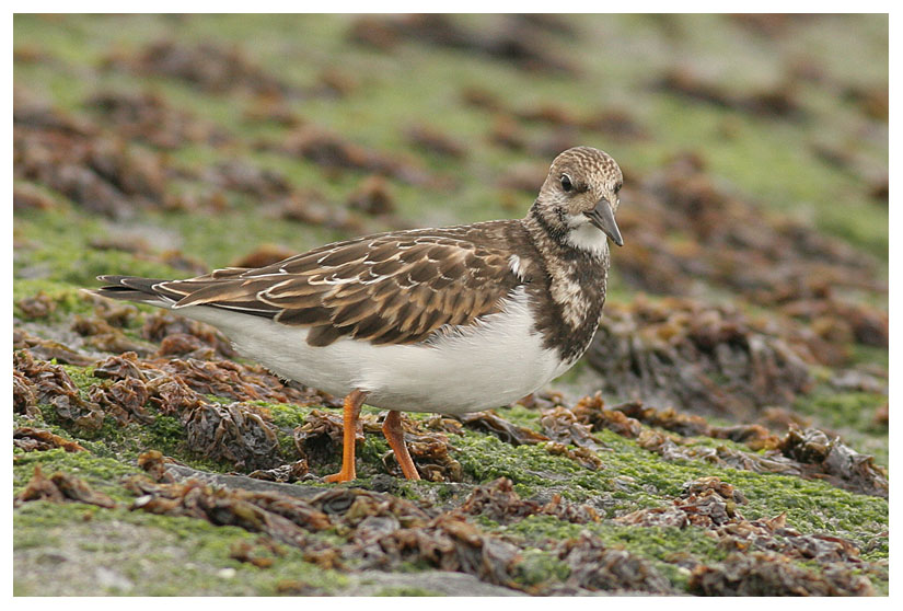 Turnstone