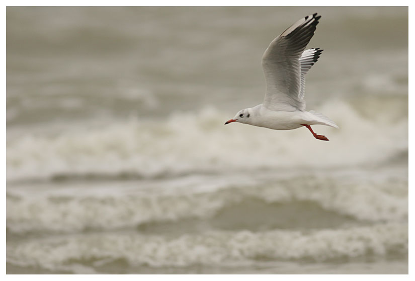 Black-headed Gull