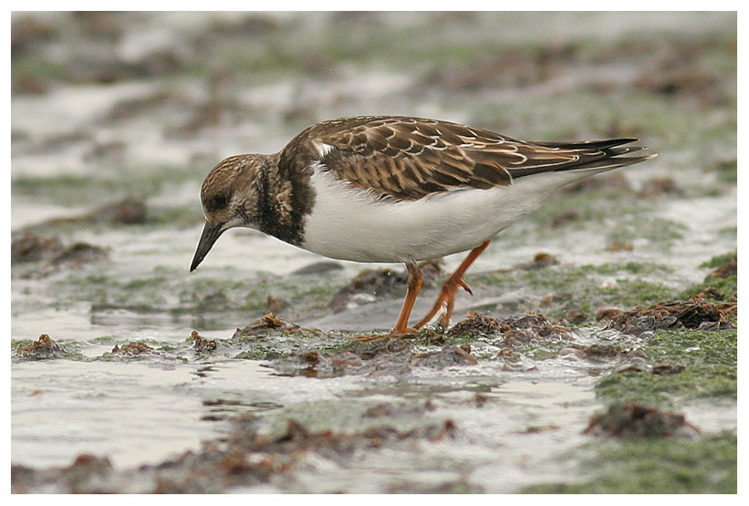 Turnstone