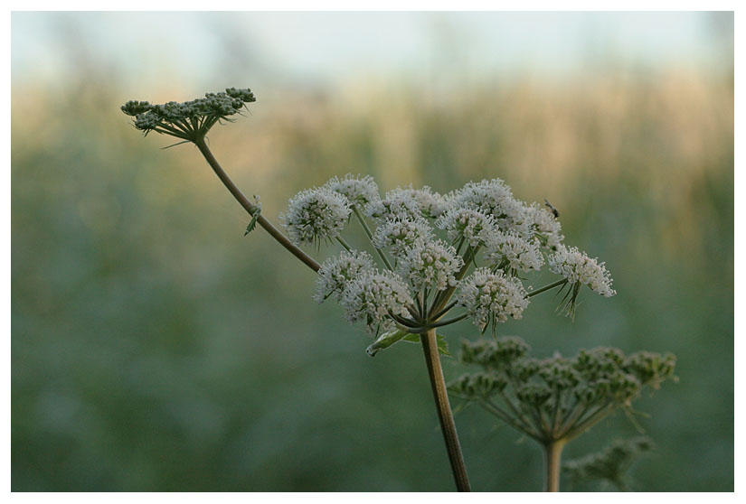 Ligusticum scoticum