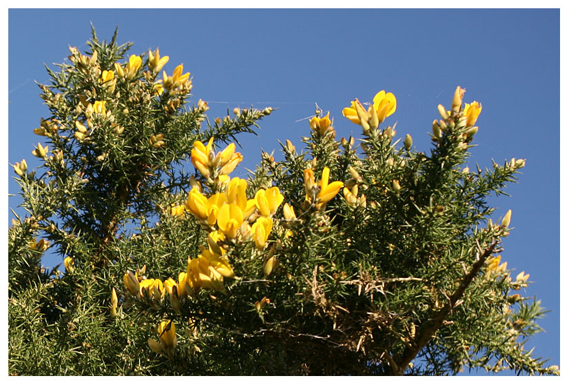 Ulex europeus