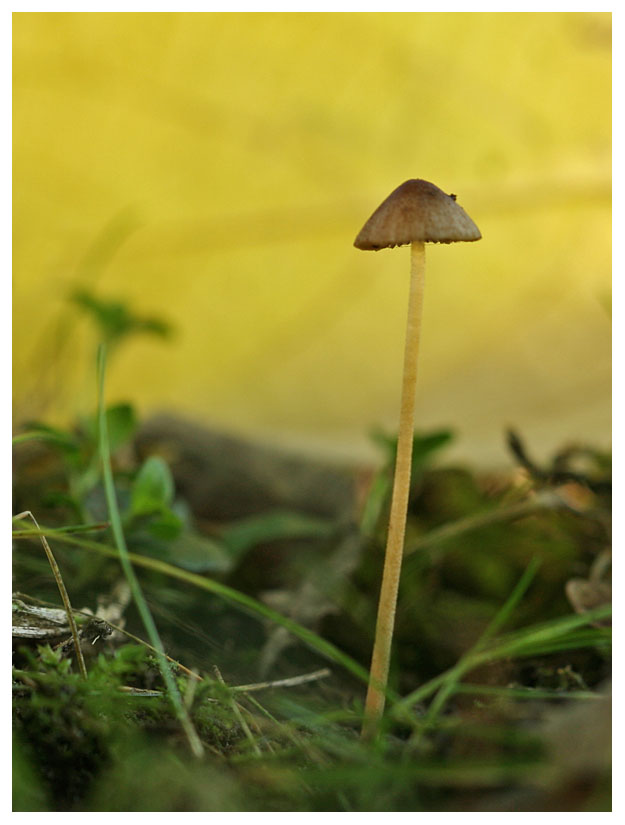 Psathyrella sp.