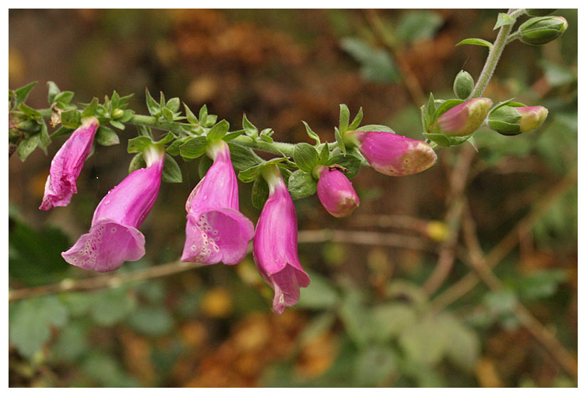 Digitalis purpurea