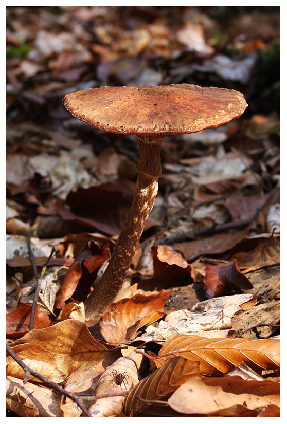 Armillaria sp.