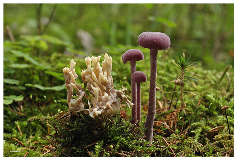 Clavulina coralloides & Laccaria amethystina