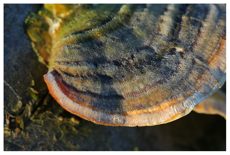 Trametes versicolor