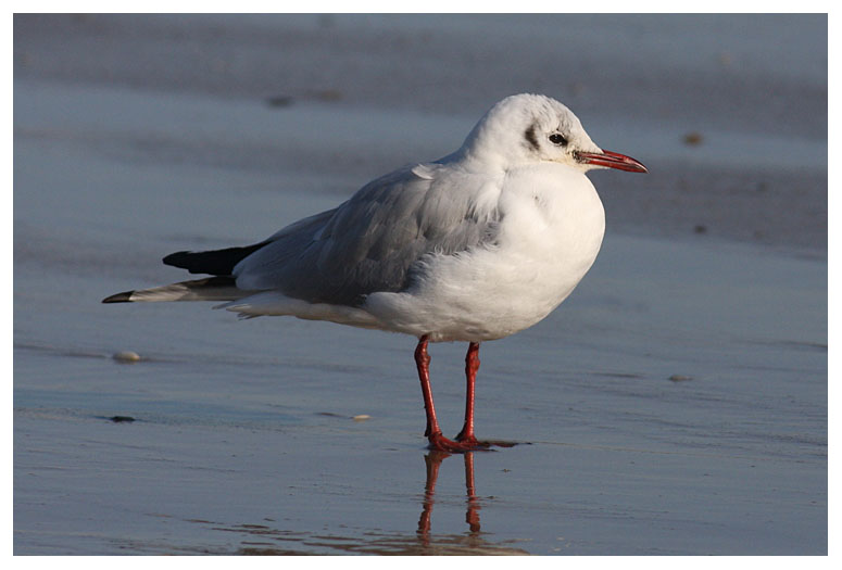 Black-headed Gull