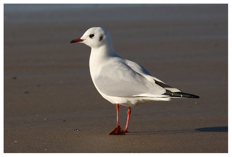 Black-headed Gull