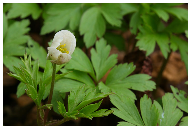 Anemone nemorosa